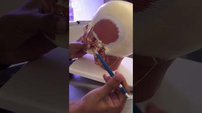 Nervo Facial  a partir do forame estilomastoideo