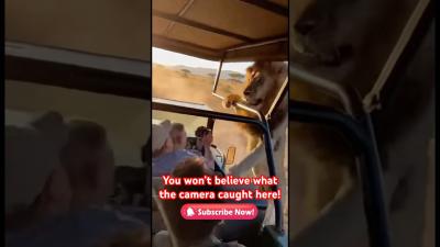 Safari Tour Gone Horribly Wrong shorts animals viral lion wildlife tourism satisfyingart