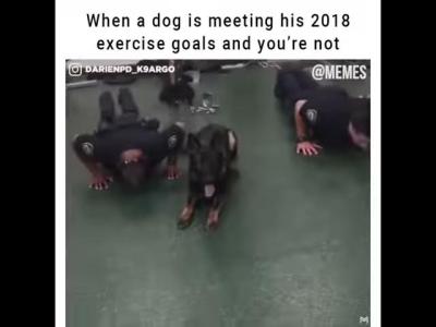 警犬伏地挺身