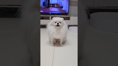 강아지 vs 고양이 매운맛 챌린지 댕냥이 남매 cat pop music cute 80smusic cover popmusic