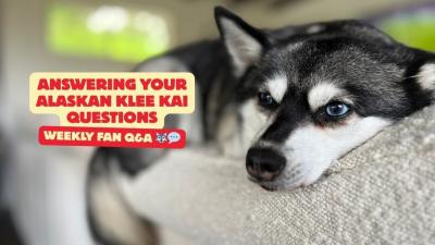 Answering Your Alaskan Klee Kai Questions  Weekly Fan QA 