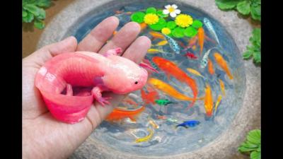 Catch beautiful aquarium fish in small pond with cute baby turtlesfishing koi aquarium guppies