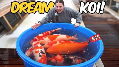 Dream Koi Shopping at Sakai Fish Farm Worth It