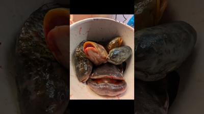 Gourmet Food  Luxury Fine Food Halászlé  Hungarian Fishermans Soup