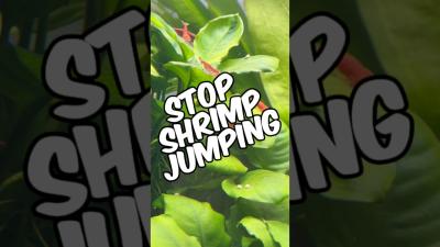 How I Stop My Shrimp From Jumping Out Of My Lidless Aquariums AmanoCherryNeocaridina Shrimp