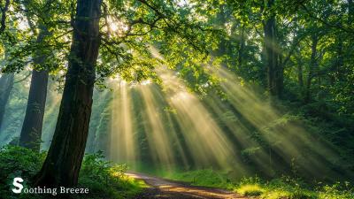 Soothing relaxing music reduces stress mental healing  meditation