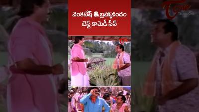 Venkatesh  Brahmanandam Best Comedy Scene Brahmanandam Venkatesh Meena ytshorts comedy shorts