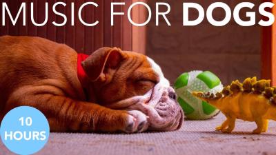 10 HOURS of Dog Relaxing Music  Soothing Music for Dogs to Relax Deeply