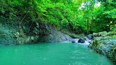 Calming Forest Ambience  River Flowing in Hidden Forest Ambience for Rest Medicine