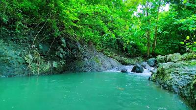 Calming Forest Ambience  River Flowing in Hidden Forest Ambience for Rest Medicine