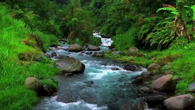 Forest River Water Sounds  Pure Nature Ambience for Relaxation