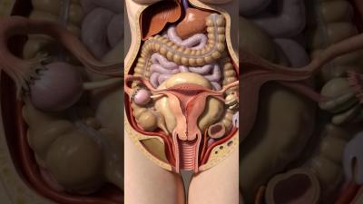 Inside the Body The Hidden Science of Abdominal Bloating Ultra Realistic