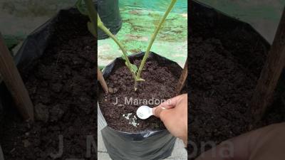 Simple Tomato Care Tips Pruning  Feeding for Maximum Yield gardening