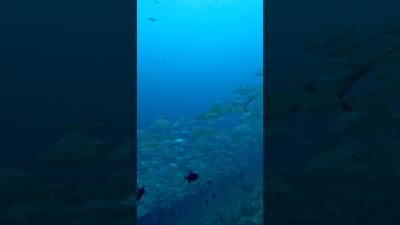 This Maldives Underwater Scene is Absolutely Insane shorts maldives viral