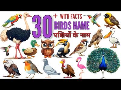 30 Birds Name with Facts  Sounds  English Hindi  birds Learning Video for kids पकषय क नम