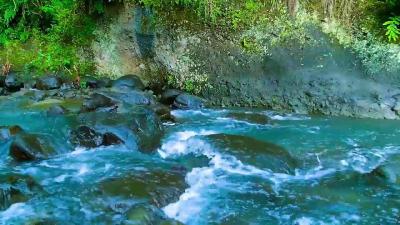 Calming Forest Ambience  River Flowing in Hidden Forest Ambience for Rest Medicine