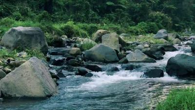 Forest Ambience for Cognitive Performance Emotional Balance Mood Boost