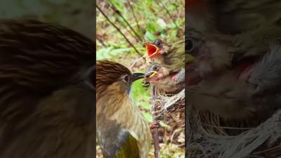 Mother birds feeding their babies  Birds Chirping Singing  Nature Ambience for Sleep Study