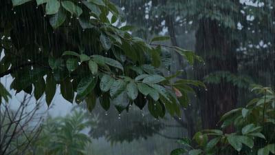Stress Relief Naturally with Calming Rain Sounds on Forest Leaves and Then Fall Asllep