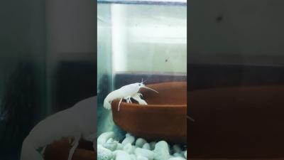  White cray fish video  white crayfish aquarium  crayfish crayfishvideo lobster aquarium