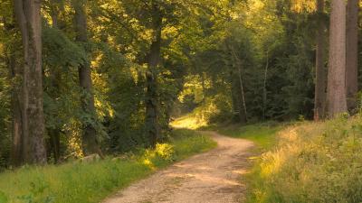  4K  Relaxing Nature Sounds For Stress Relief Forest Sounds Bird Song No AI