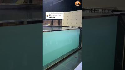 Bể cá Koi mới xây đã đi vào vận hành  Trả lời bạn Duc nguen kim. shortviral cakoi hocakoidep