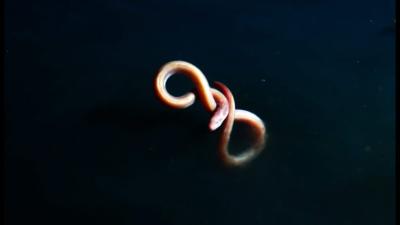 Eel Suffers Toxic Shock From Brine Pool  Blue Planet II