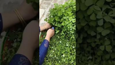Fresh Methi Harvesting From My Terrace Garden shorts gardeningwithsimmy