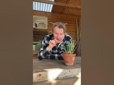 How to germinate Snowdrops naturally gardening gardeningtips