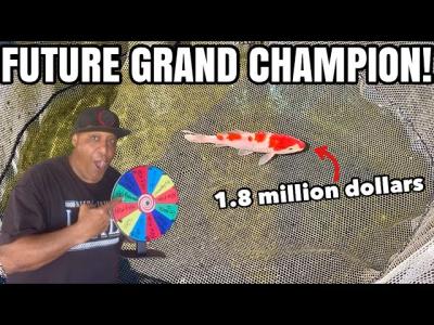 I Bought a Future Grand Champion Koi Fish