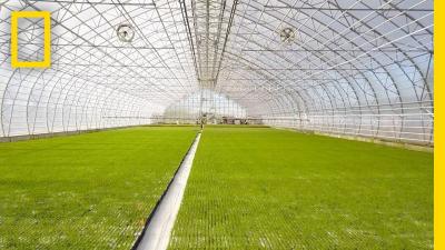 Iceland Is Growing New Forests for the First Time in 1000 Years  Short Film Showcase