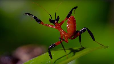 Kung Fu Mantis Vs Jumping Spider  Life Story  BBC