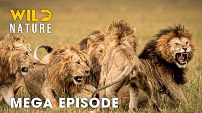 Savage Kingdom The Ultimate Price of Survival  Animal Documentary