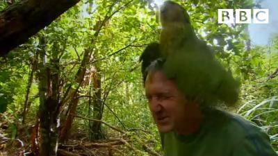 Shagged by a rare parrot  Last Chance To See  BBC