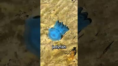 The Dark Truth About Ocean Animals You Were Never Told facts animalfacts wildlife