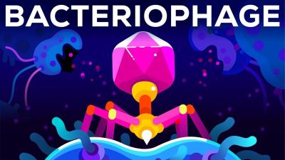 The Deadliest Being on Planet Earth  The Bacteriophage