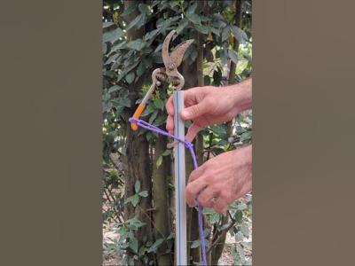 The Easiest Way to Prune Trees DIY Tool diy gardening tips tricks gardenhacks pruning