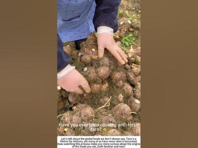Unearthing a Staple HandHarvesting Fresh Taro 
