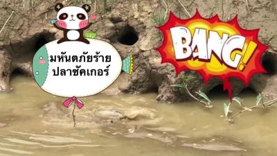 มหนตภยปลาซคเกอรในฟารมปลานล