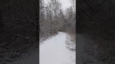 Winter walk by the forest  crunchy snow underfoot Part 3