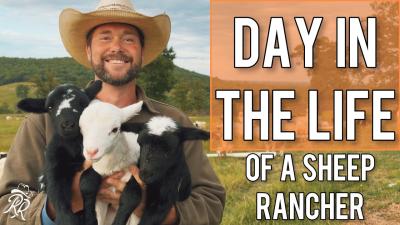 A Day in the Life of a Sheep Rancher During Lambing Season