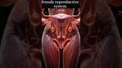 Female Reproductive System Explained  short science biology