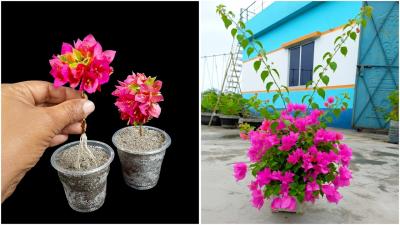 Growing bougainvillea plant at home  Easy gardening tips that work