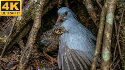Kagu 120 Days From Egg to Survivor Wildlife Documentary Full Life Cycle in the Wild