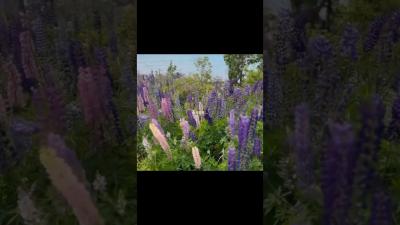 Meri Zindagi Hai Tu OST  Aesthetic Lyrics Video shorts song lyrics