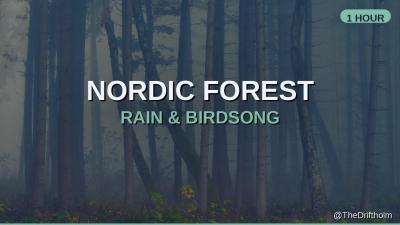 Nordic Forest  Rain  Birdsong  1 Hour Ambient Soundscape  The Driftholm