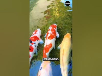 orng jepang membuang ikan koi ke Solokan  