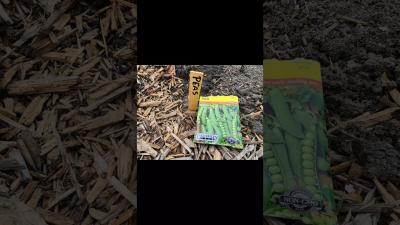 This Pea Planting Trick Actually Works gardening tips farming