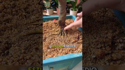 trucos de jardinería jardin plantas
