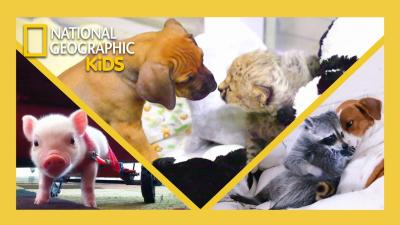 Unlikely Animal Friends Full Episode Compilation  natgeokids